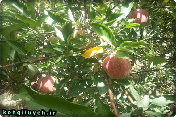 پایگاه خبری کهگیلویه-یک روز زیبای تابستانی در باغ های سیب باغچه سادات