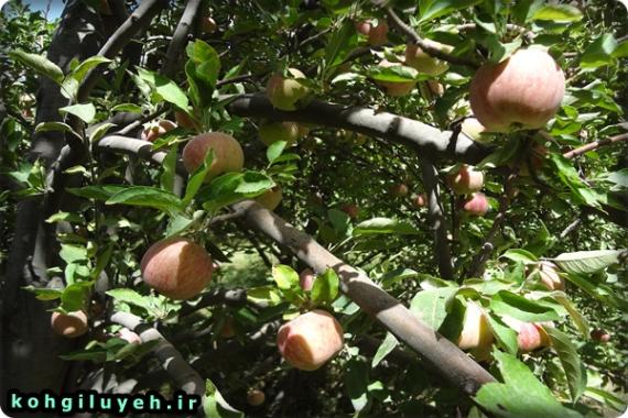 پایگاه خبری کهگیلویه-یک روز زیبای تابستانی در باغ های سیب باغچه سادات