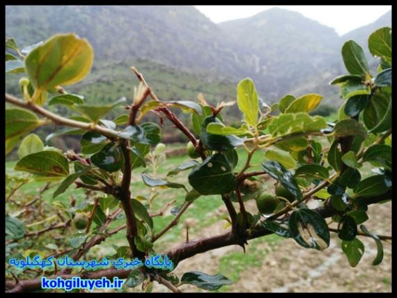 طبیعت بکر و زیبای "روستای دژکوه" زادگاه حسین پناهی+ تصاویر/پایگاه خبری کهگیلویه